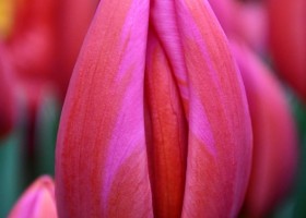 Tulipa Aphrodite ® (4)